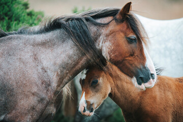 new borne wild pony with horses