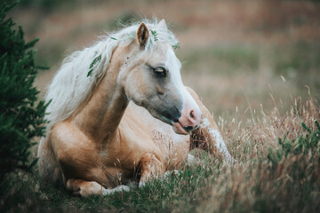 wild horse in the field in mountain