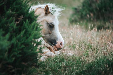 wild pony on the mountains