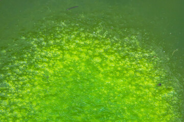 夏の池　水面に浮かぶ緑色の藻類02