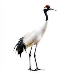 Obraz premium Red-crowned crane with black neck and white body