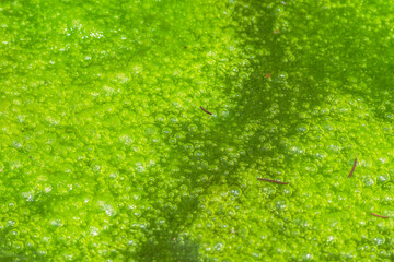 夏の池　水面に浮かぶ緑色の藻類05