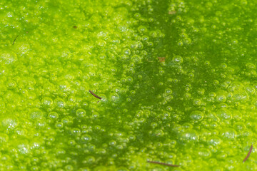 夏の池　水面に浮かぶ緑色の藻類13