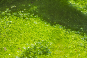 夏の池　水面に浮かぶ緑色の藻類07