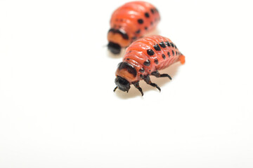 Two red Colorado potato beetle larvae on a white background.