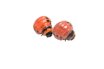 Two red Colorado potato beetle larvae on a white background.