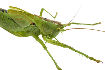 Large green grasshopper on PNG background.