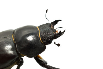 Stag beetle of the genus Lucanus, part of the stag beetle family, on a PNG background.