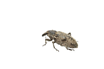 False elephants, weevil beetle, a family of insects from the order Coleoptera on a PNG background.