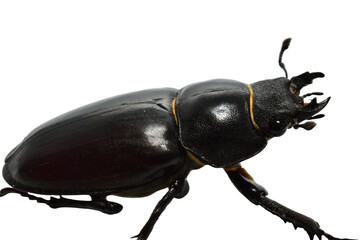 Stag beetle of the genus Lucanus, part of the stag beetle family, on a PNG background.
