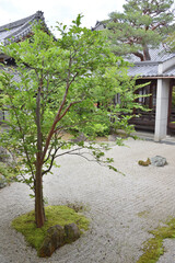 智積院のサルスベリ