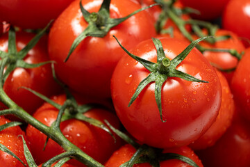 Cocktail Tomatoes on the Vine After Rinsing