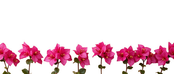 Whimsical Arrangement of Magenta Bougainvillea Flowers Against a Soft Peach Background – A whimsical arrangement of magenta bougainvillea flowers set against a soft peach background.