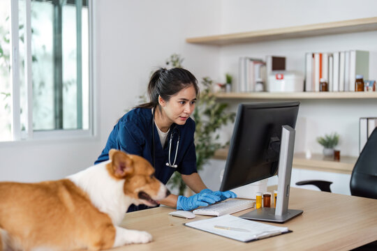 Veterinary Care and Technology. A veterinarian examining a patient's records on a computer while a dog observes.