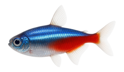 Cardinal tetra with vivid red and blue stripes along its slender body