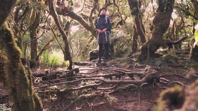 hiker in rainforest near mount pulag, Philippines 