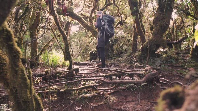 hiker in rainforest near mount pulag, Philippines 