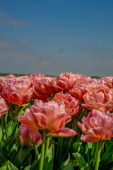 Flowers in a field of Netherland