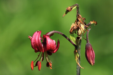 Lily flower, Lilium martagon in nature