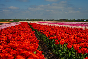 Flowers in a field of Netherland