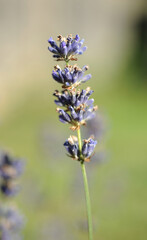 Obraz premium British Summer Lavender Flower