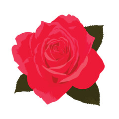 rose isolated in White Background, rose vector, Flat lay vector illustration