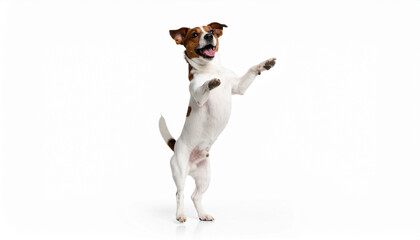 a small, shorthaired dog stands upright against a plain, bright background. the animal has white fur with brown markings. it has an open mouth and its front paws are raised, as if it is mid leap