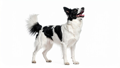 a medium sized animal stands in the center, positioned in a slightly left facing profile view