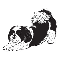 Shih Tzu