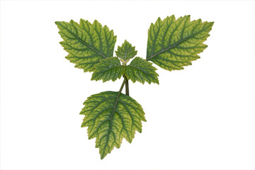 Patchouli leaves (Pogostemon cablin) Patchouli leaves are the basic ingredient for making essential oil	