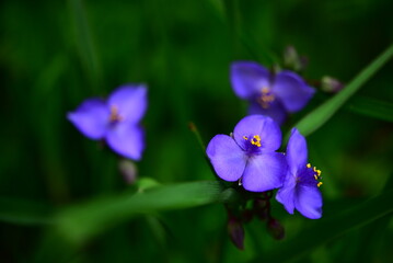blue iris flower