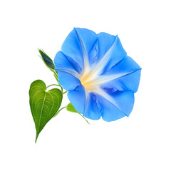 morning glory flower isolated on transparent background, in PNG format, cut out