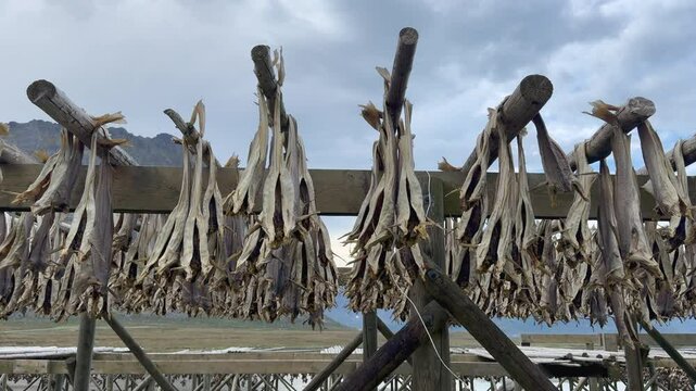 Traditional stockfish production in Lofoten, Norway, rows of air drying cod hanging on wooden racks against scenic arctic landscape, showcasing local food preservation method