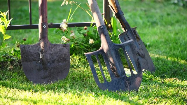 Two shovels and a cultivator stand on a lush green lawn near a metal fence, bathed in the warm glow of natural light, ready for the next gardening task