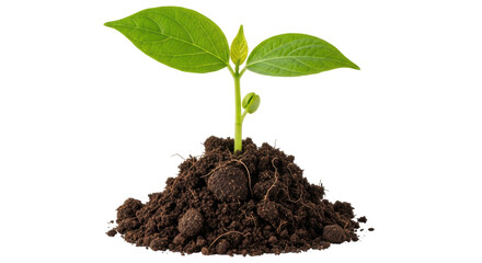 Isolated Young Plant Sprout in Soil on White Background