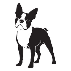 Lively Boston Terrier canine digital black silhouette, showcasing its distinctive and compact form - Boston Terrier silhouette - Boston Terrier Vector - Silhouette of Boston Terrier - dog vector

