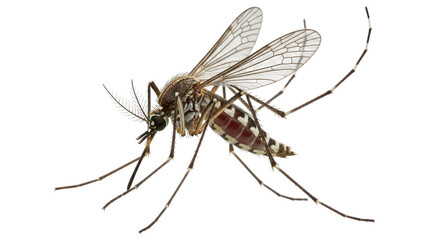 Isolated Mosquito