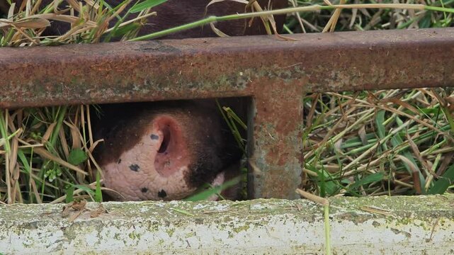 Ankole Watusi eats grass.