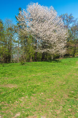 Meadow with blossoming trees and clear sky in springtime Moravskoslezske Beskydy mountains in Czech republic