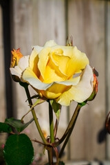 A delicate yellow rose in full bloom, kissed by morning dew and surrounded by tender buds, glows...