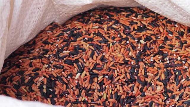 The Balatinaw rice (Oryza sativa). Red rice.