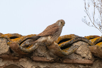 Faucon crécerellette,Falco naumanni, Lesser Kestrel