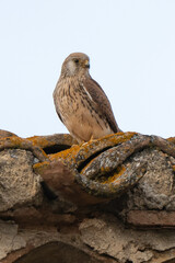 Faucon crécerellette,Falco naumanni, Lesser Kestrel