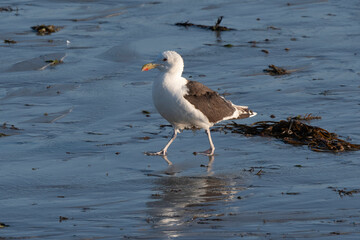 Goéland marin,Larus marinus, Great Black backed Gul