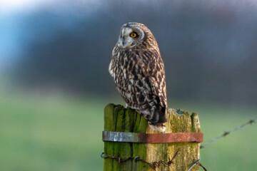 Hibou des marais, Hibou brachyote, Asio flammeus, Short eared Owl, region Pays de Loire; marais...