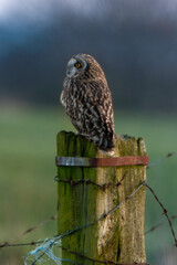 Hibou des marais, Hibou brachyote, Asio flammeus, Short eared Owl, region Pays de Loire; marais Breton; 85, Vendée, Loire Atlantique, France