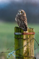 Hibou des marais, Hibou brachyote, Asio flammeus, Short eared Owl, region Pays de Loire; marais Breton; 85, Vendée, Loire Atlantique, France