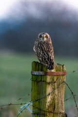 Hibou des marais, Hibou brachyote, Asio flammeus, Short eared Owl, region Pays de Loire; marais...