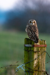 Hibou des marais, Hibou brachyote, Asio flammeus, Short eared Owl, region Pays de Loire; marais...