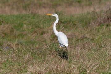 Fototapeta premium Grande Aigrette, Ardea alba, Great Egret
